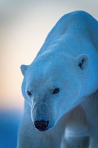 Close-up of polar bear with head lowered