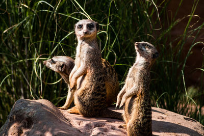 Meerkats on rock at zoo