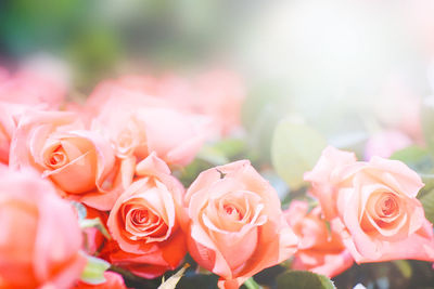 Close-up of rose bouquet