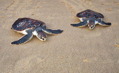 High angle view of turtle on beach