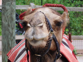 Close-up of a camel