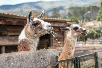 Two llamas at farm