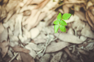 Close-up of green leaves