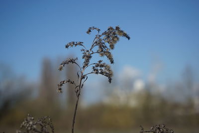 Close-up of flowering plant against clear blue sky