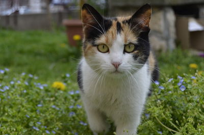 Close-up of portrait of kitten walking on field