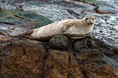 Close-up of grey seal on rock