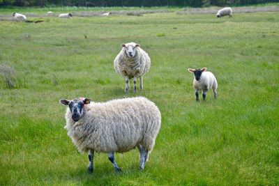 Sheep standing in farm