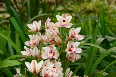 Close-up of pink flowers