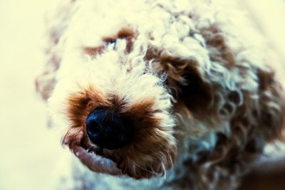 Close-up of dog