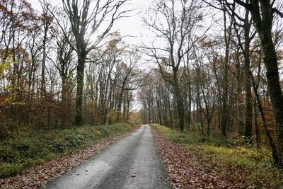 Road amidst trees in forest during autumn