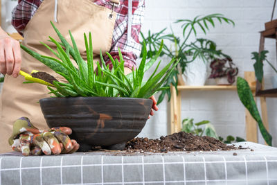 Close-up of potted plant on table