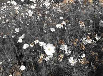 Close-up of white flowers blooming on field