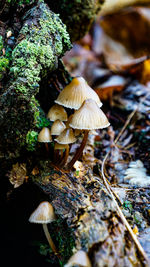 Close-up of mushrooms growing on field