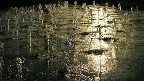 Reflection of trees in water at night