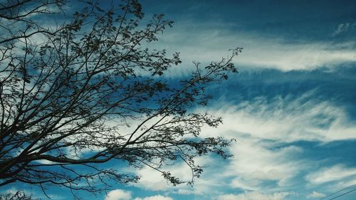 Low angle view of tree against sky