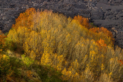 Yellow autumn trees in forest