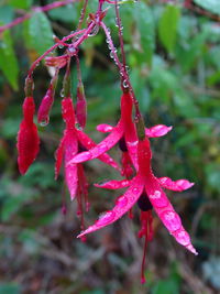 Close-up of wet red plant