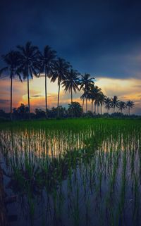 Scenic view of rice field against sky during sunset