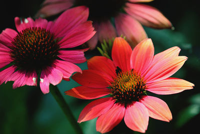 Close-up of pink gerbera daisy