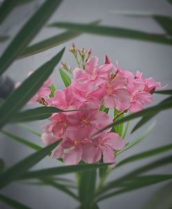 Close-up of pink flowers