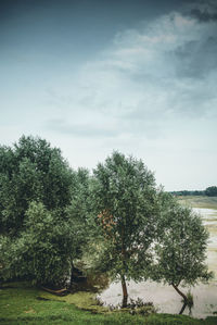 Trees on landscape against sky