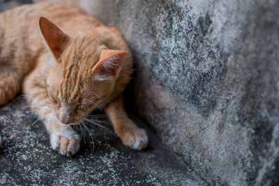 Close-up of a cat sleeping