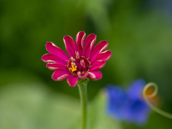 Close-up of pink flower