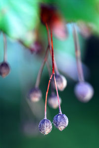 Close-up of berries growing on tree