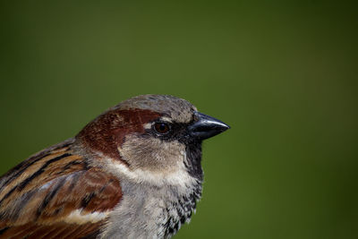 Close-up of bird