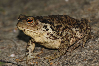 Close-up of lizard