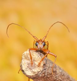 Close-up of insect
