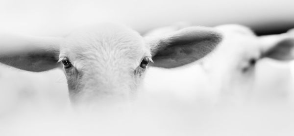 Close-up portrait of lizard