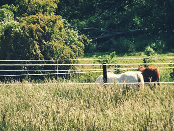 View of horse in ranch