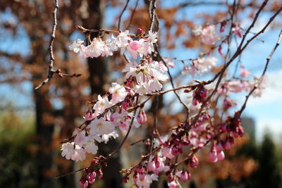 Close-up of pink cherry blossoms in spring