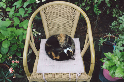 High angle view of cat relaxing on chair in yard