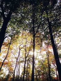 Low angle view of trees against sky