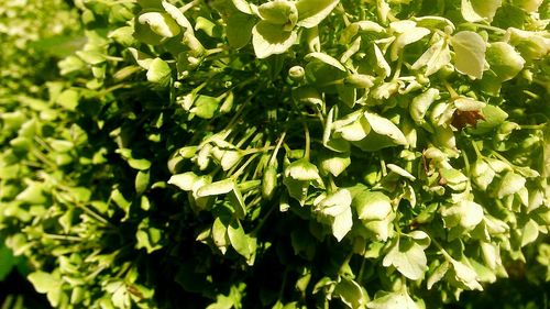 Close-up of fresh green plant