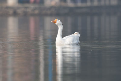 Close-up of swans swimming in lake