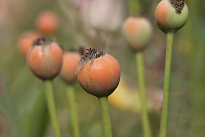 Close-up of oranges growing on plant