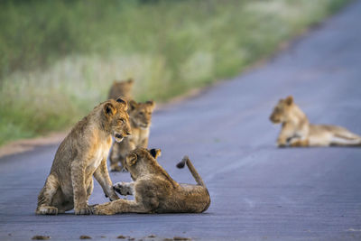Lion cubs playing on road