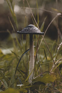 Close-up of mushroom growing on field