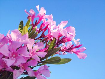 Low angle view of pink cherry blossoms against clear sky