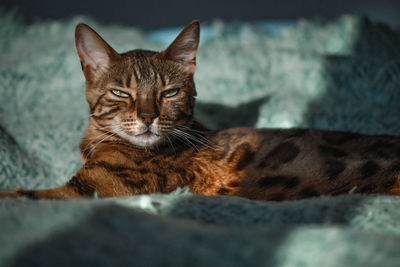 Close-up portrait of a cat