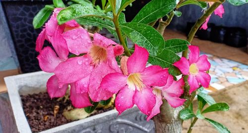Close-up of pink flower pot