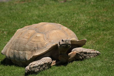 High angle view of a turtle on field