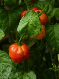 Close-up of tomatoes on plant