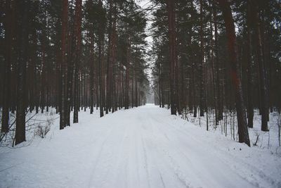 Panoramic view of trees in forest during winter