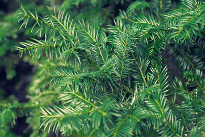 plant