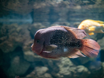 Close-up of fish swimming in sea