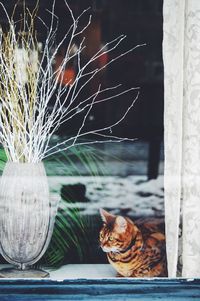 Close-up portrait of cat sitting by window